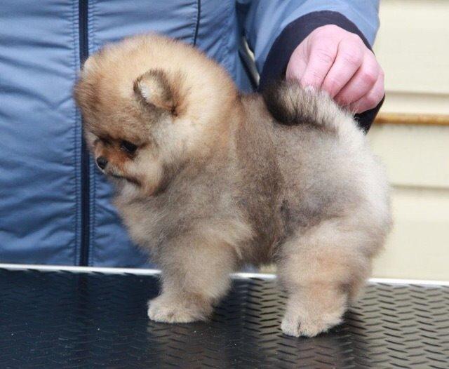 Pomeranian Cæsar billede 7