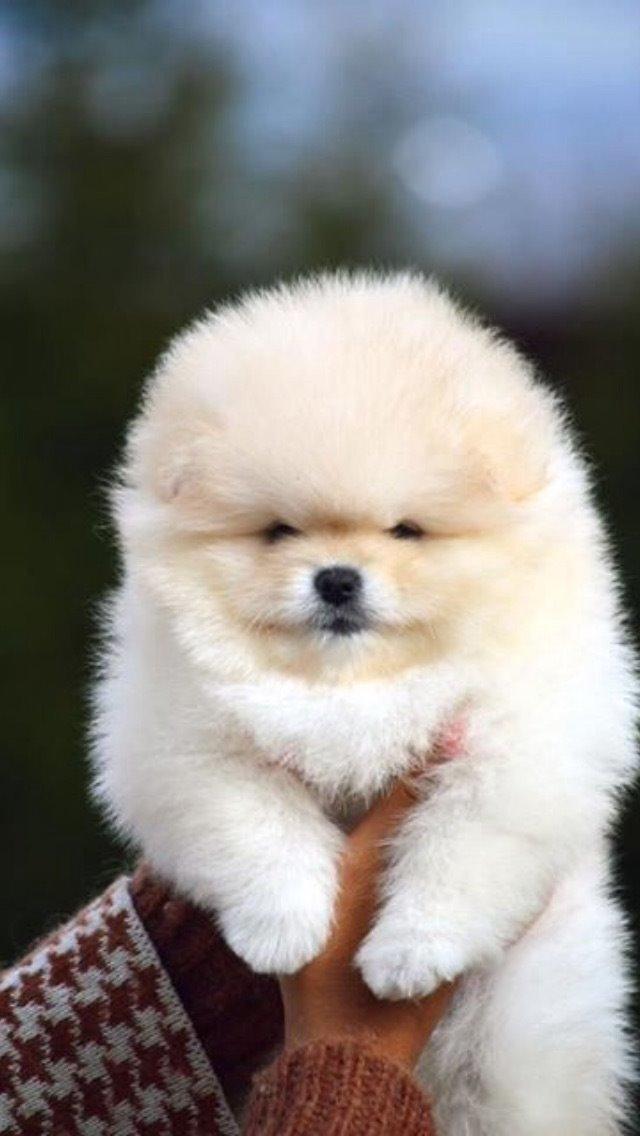 Pomeranian Romeo billede 1