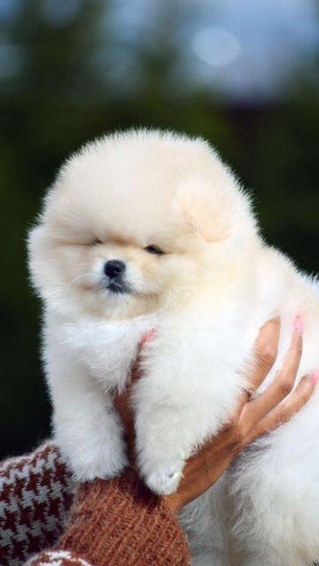 Pomeranian Romeo billede 2