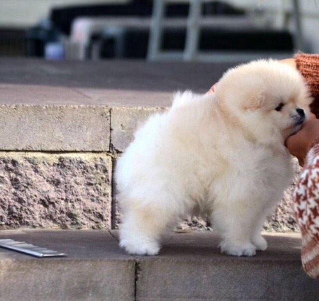 Pomeranian Romeo billede 4