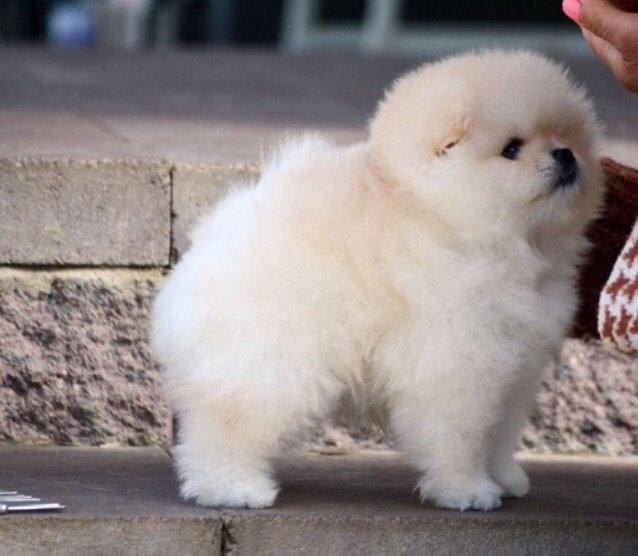 Pomeranian Romeo billede 5