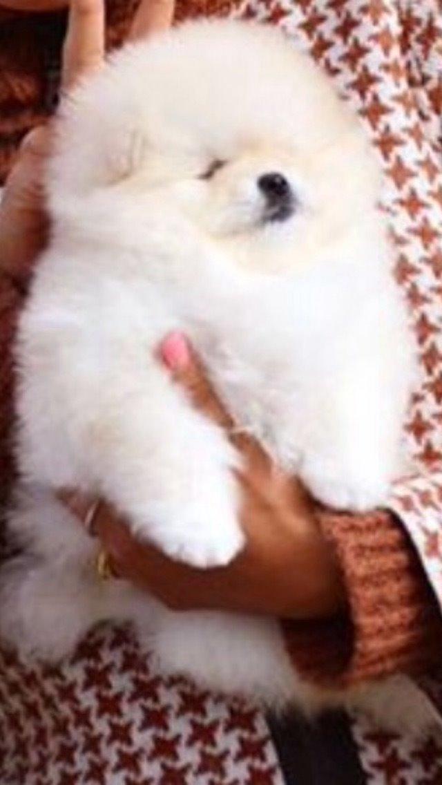 Pomeranian Romeo billede 6