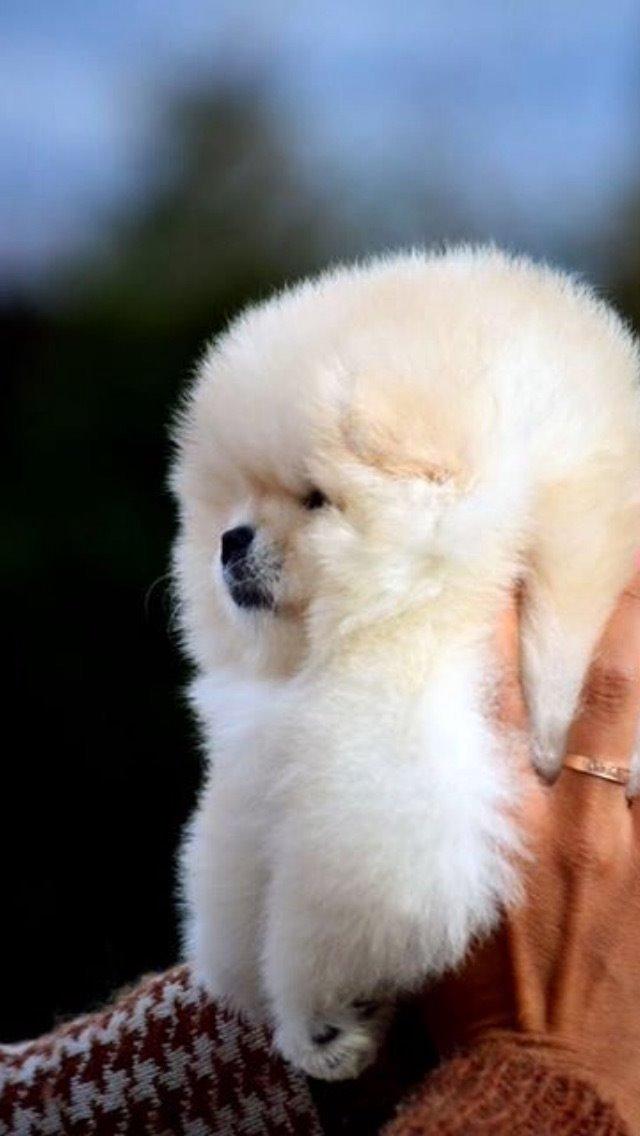 Pomeranian Romeo billede 3