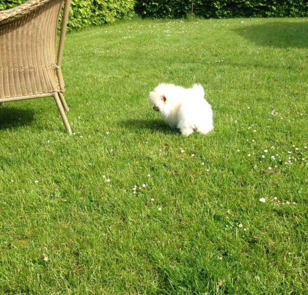 Pomeranian Romeo billede 7