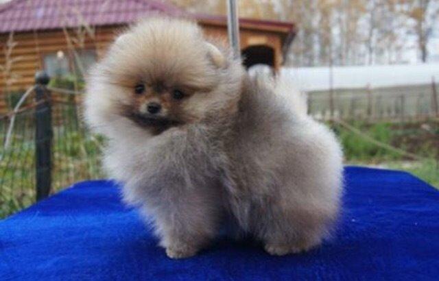 Pomeranian Penny billede 6