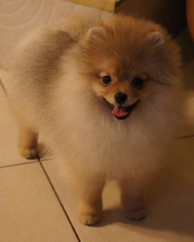 Pomeranian Penny billede 4
