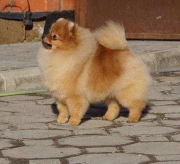 Pomeranian Penny billede 3