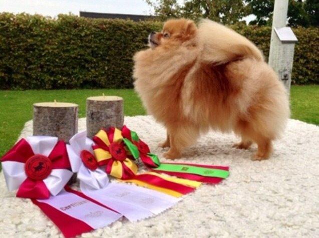 Pomeranian Medina  billede 1