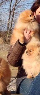 Pomeranian Medina  billede 2