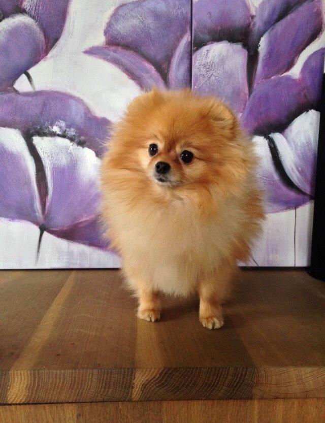 Pomeranian Medina  billede 4