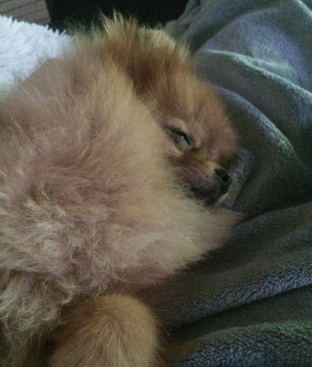 Pomeranian Medina  billede 5