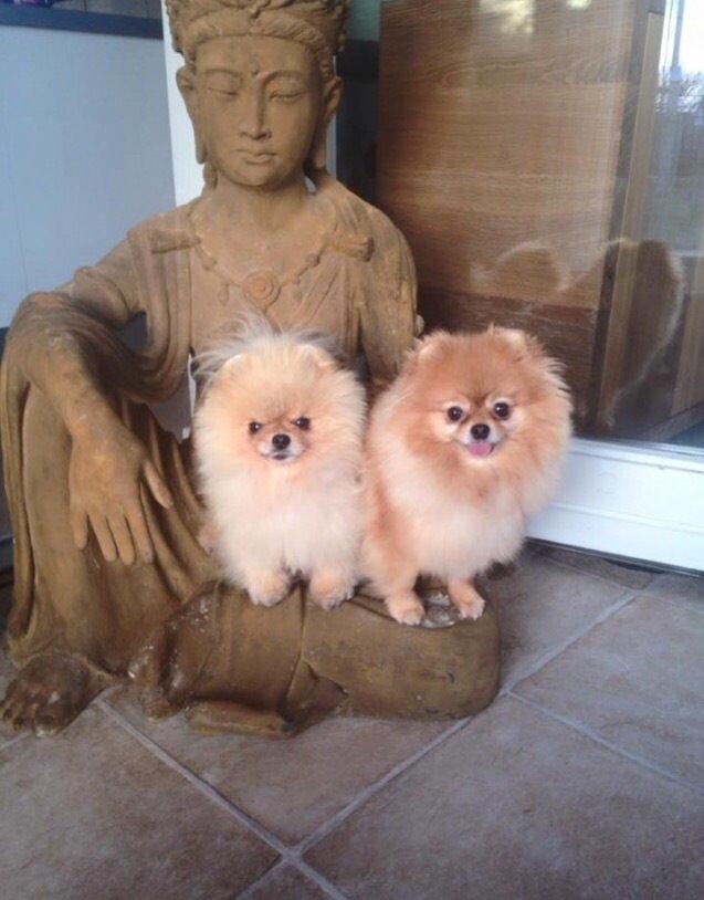 Pomeranian Medina  billede 3