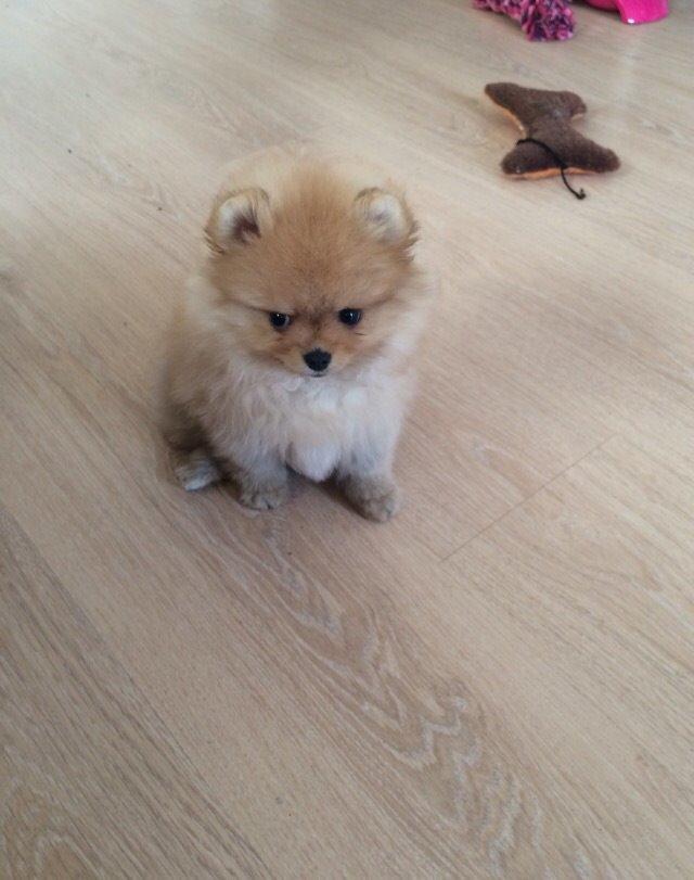 Pomeranian Polly billede 1