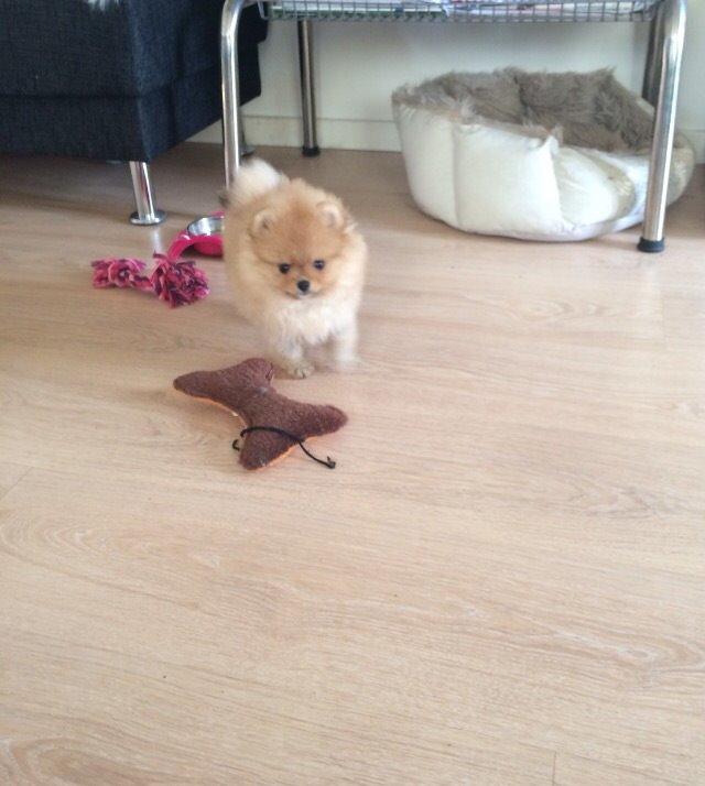 Pomeranian Polly billede 2