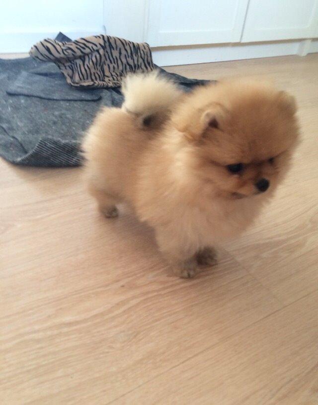 Pomeranian Polly billede 4