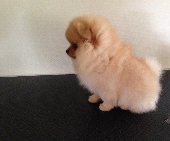 Pomeranian Polly billede 5