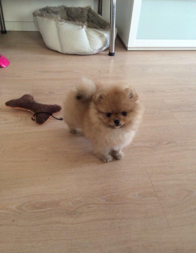Pomeranian Polly billede 3