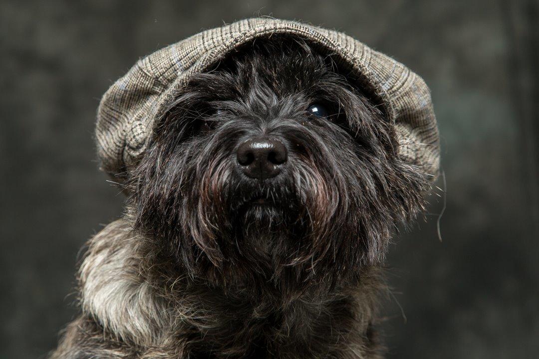 Cairn terrier Citta - 23.12 2015, 6 år billede 12