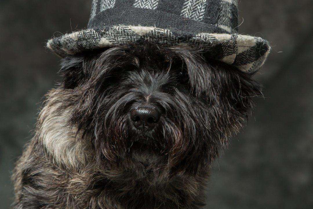 Cairn terrier Citta - 23.12 2015, 6 år billede 11