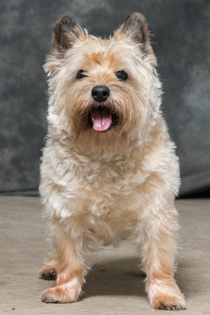 Cairn terrier Ebbe - 23.12 2015. 14 år billede 6