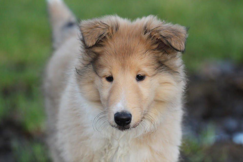 Collie langhåret Lapinette's Heading for the Top (HERA) - Hera billede 23