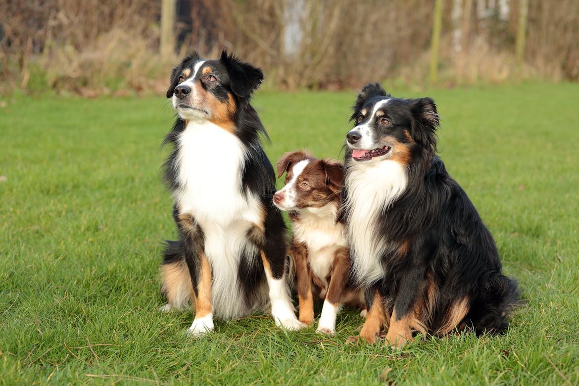 Miniature American Shepherd Little Moon Aussie's CherryMilk (Cif) billede 26