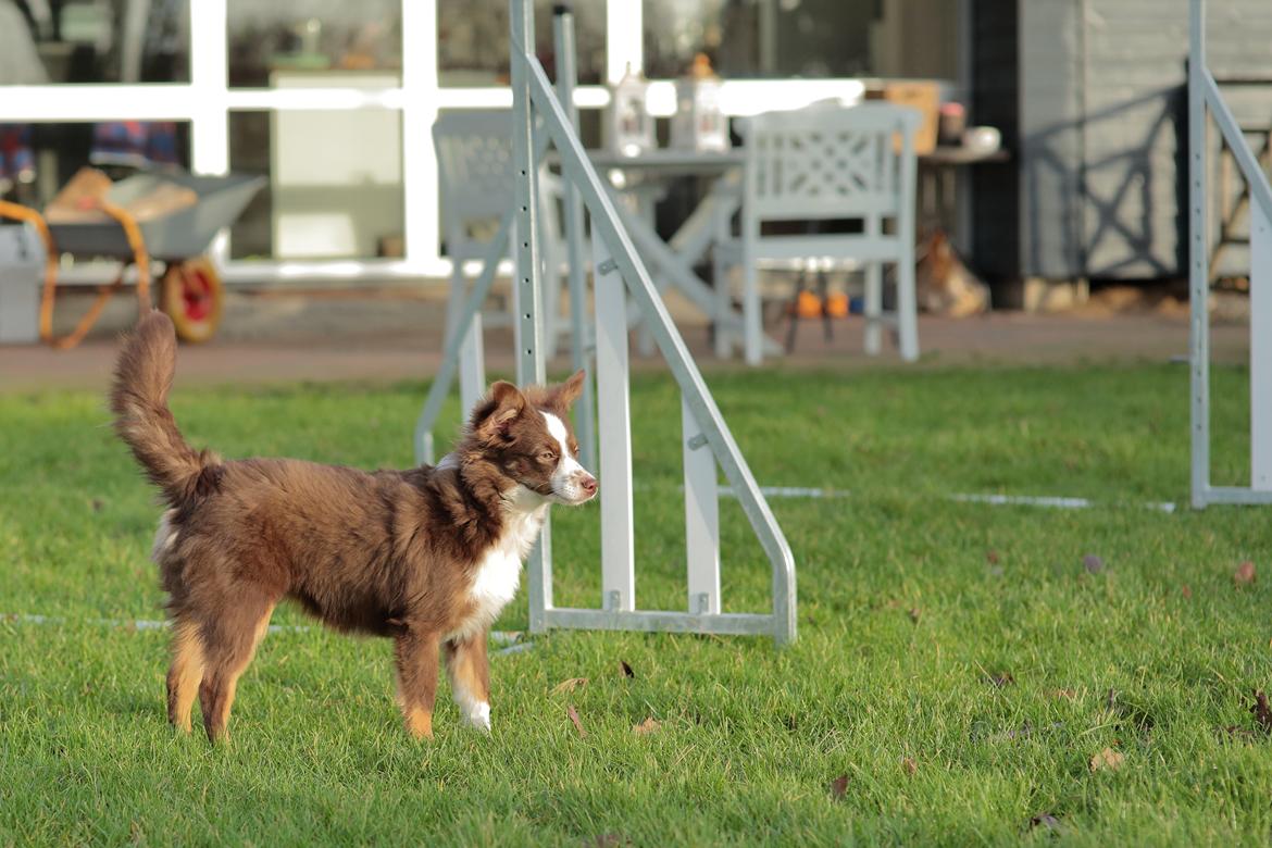 Miniature American Shepherd Little Moon Aussie's CherryMilk (Cif) - Cif - 6 måneder billede 28