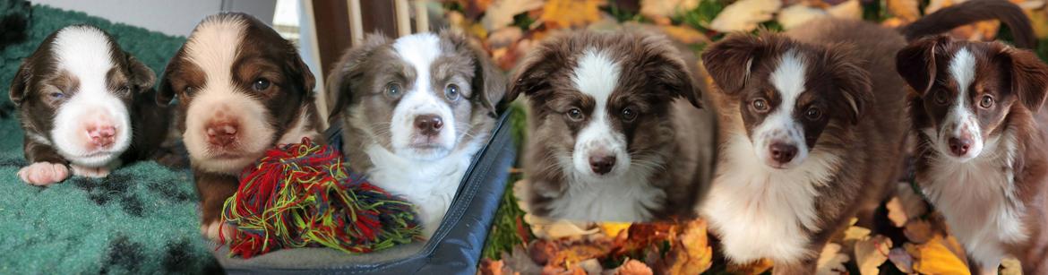 Miniature American Shepherd Little Moon Aussie's CherryMilk (Cif) - 4 uger til 6 måneder billede 1