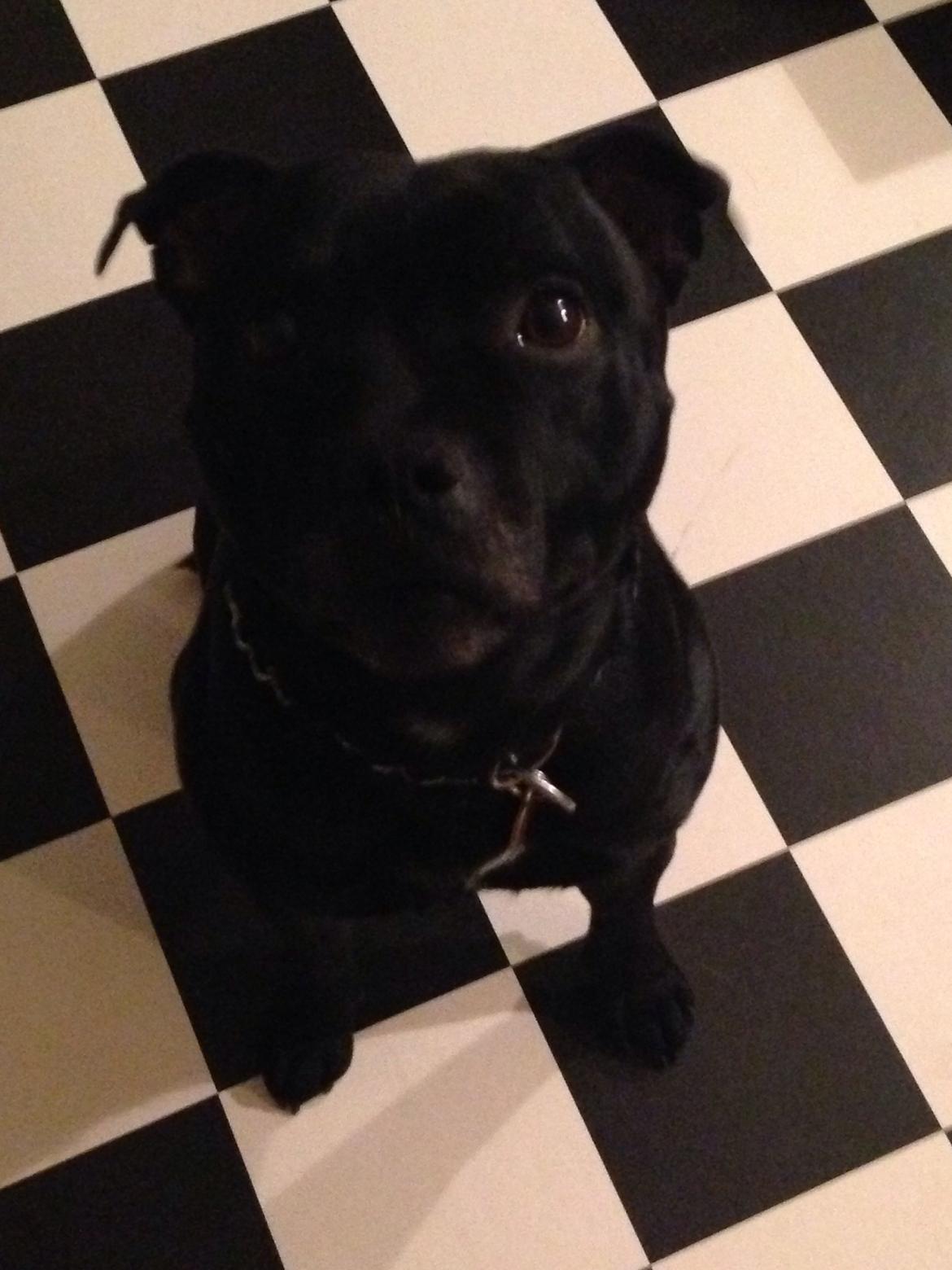 Staffordshire bull terrier Darko (Manne) billede 11