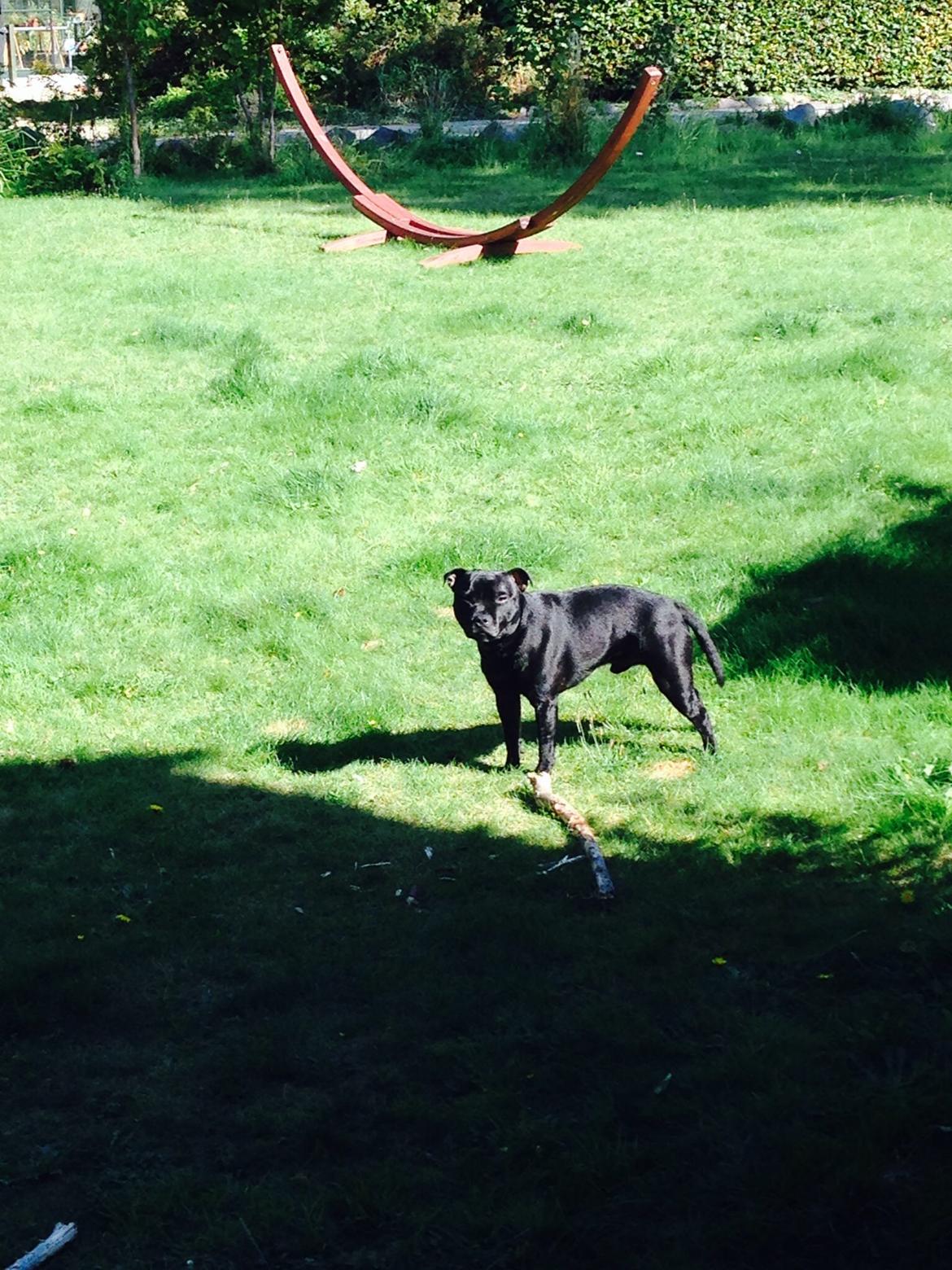 Staffordshire bull terrier Darko (Manne) billede 12