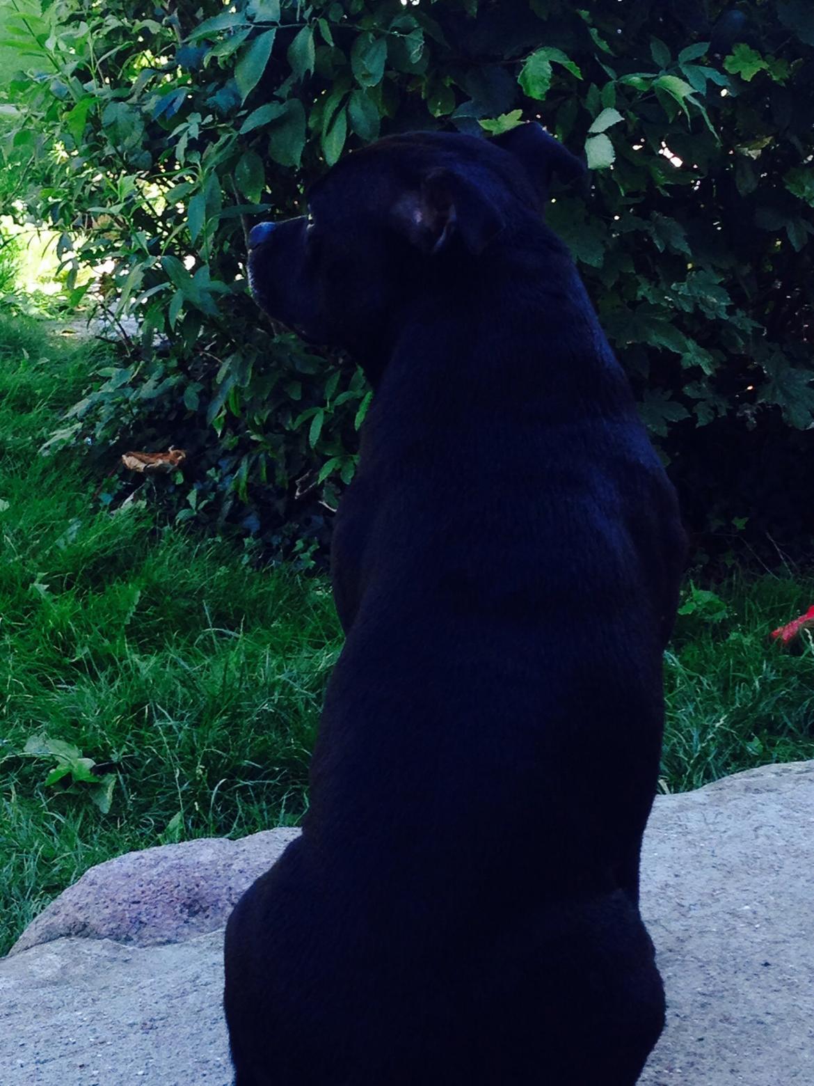 Staffordshire bull terrier Darko (Manne) billede 14