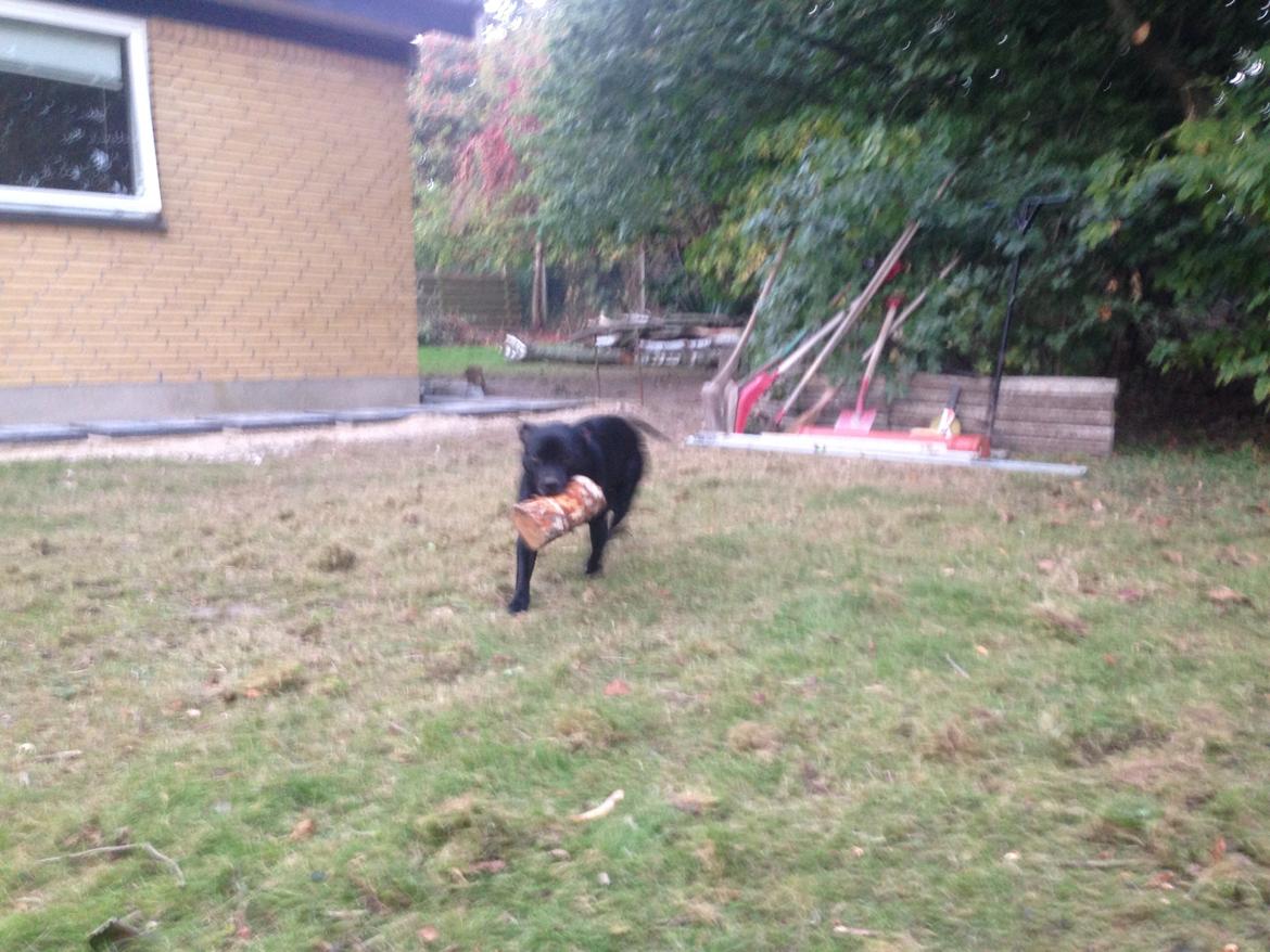 Staffordshire bull terrier Darko (Manne) billede 15