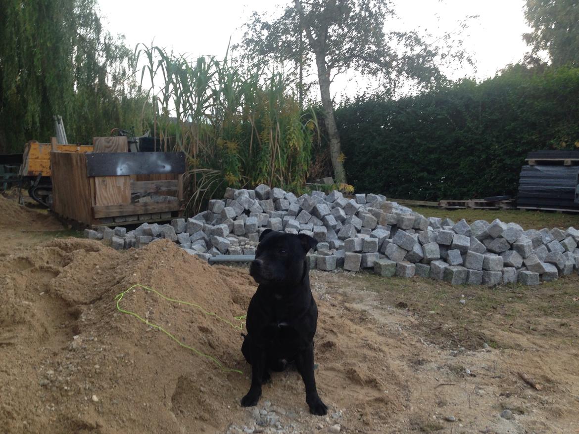 Staffordshire bull terrier Darko (Manne) billede 16