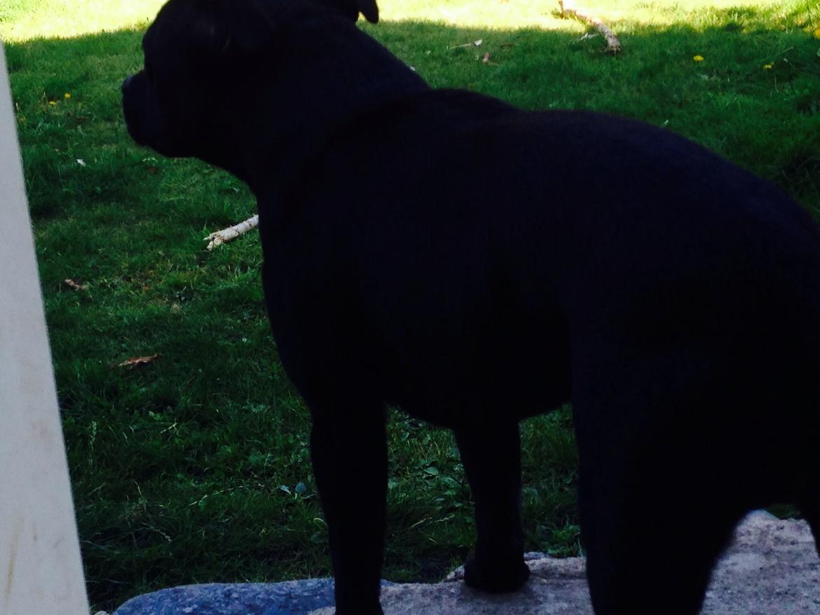 Staffordshire bull terrier Darko (Manne) billede 13