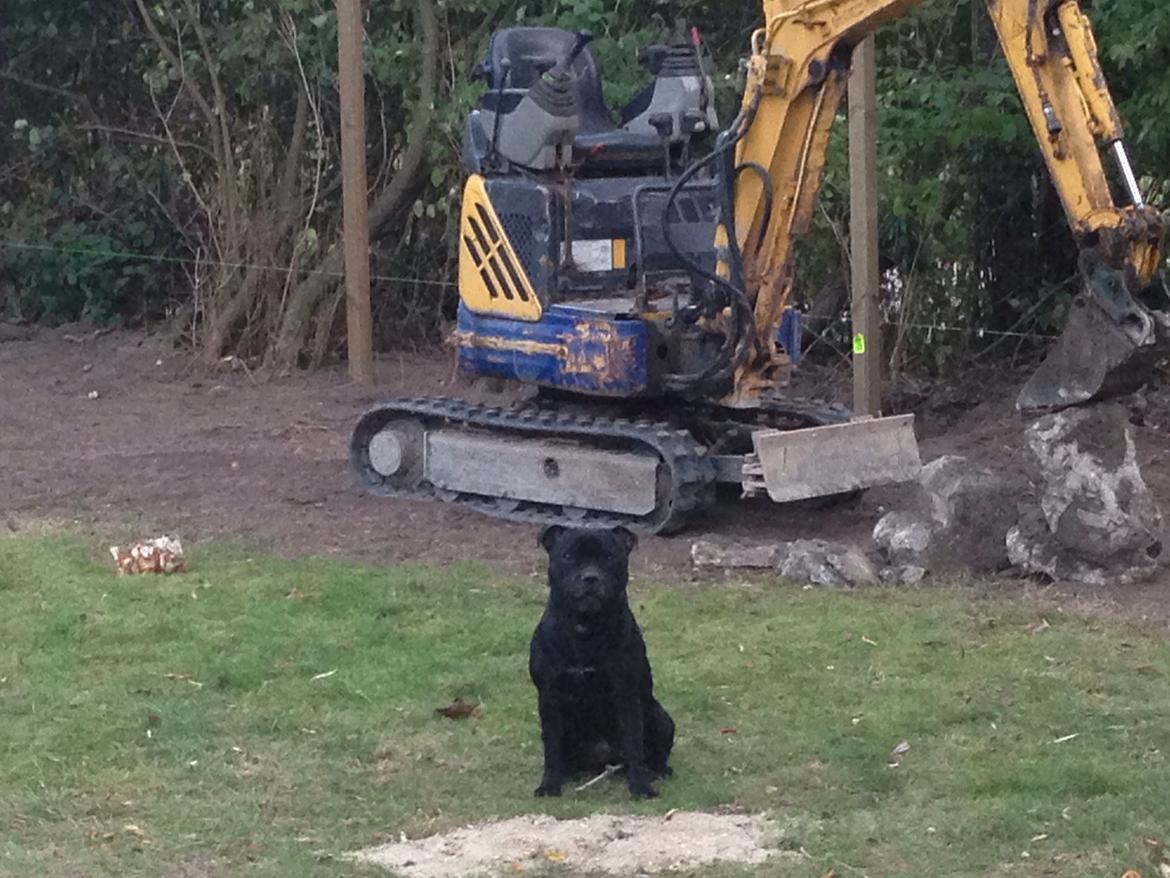 Staffordshire bull terrier Darko (Manne) billede 17