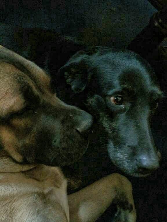 Blanding af racer Rex billede 4