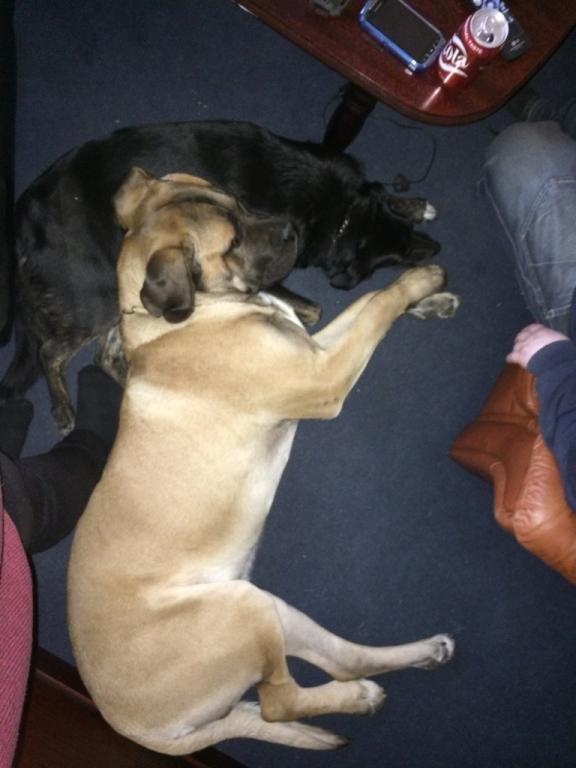 Blanding af racer Rex billede 5