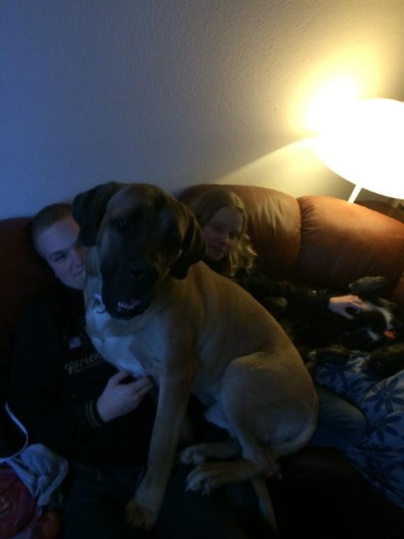 Blanding af racer Rex billede 6