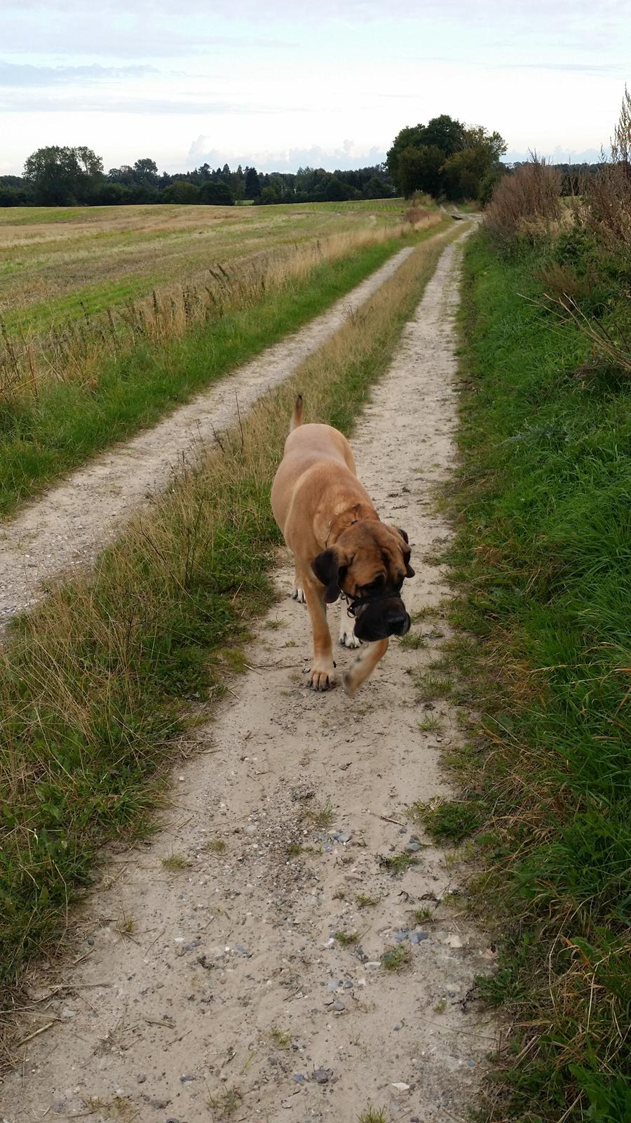 Blanding af racer Rex billede 9