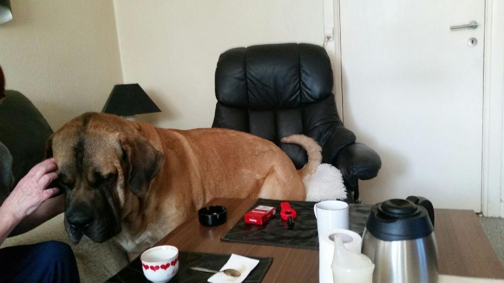 Blanding af racer Rex billede 7