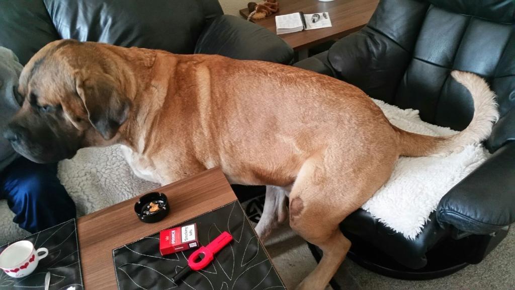 Blanding af racer Rex billede 8