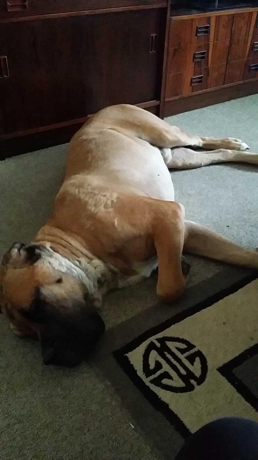 Blanding af racer Rex billede 11