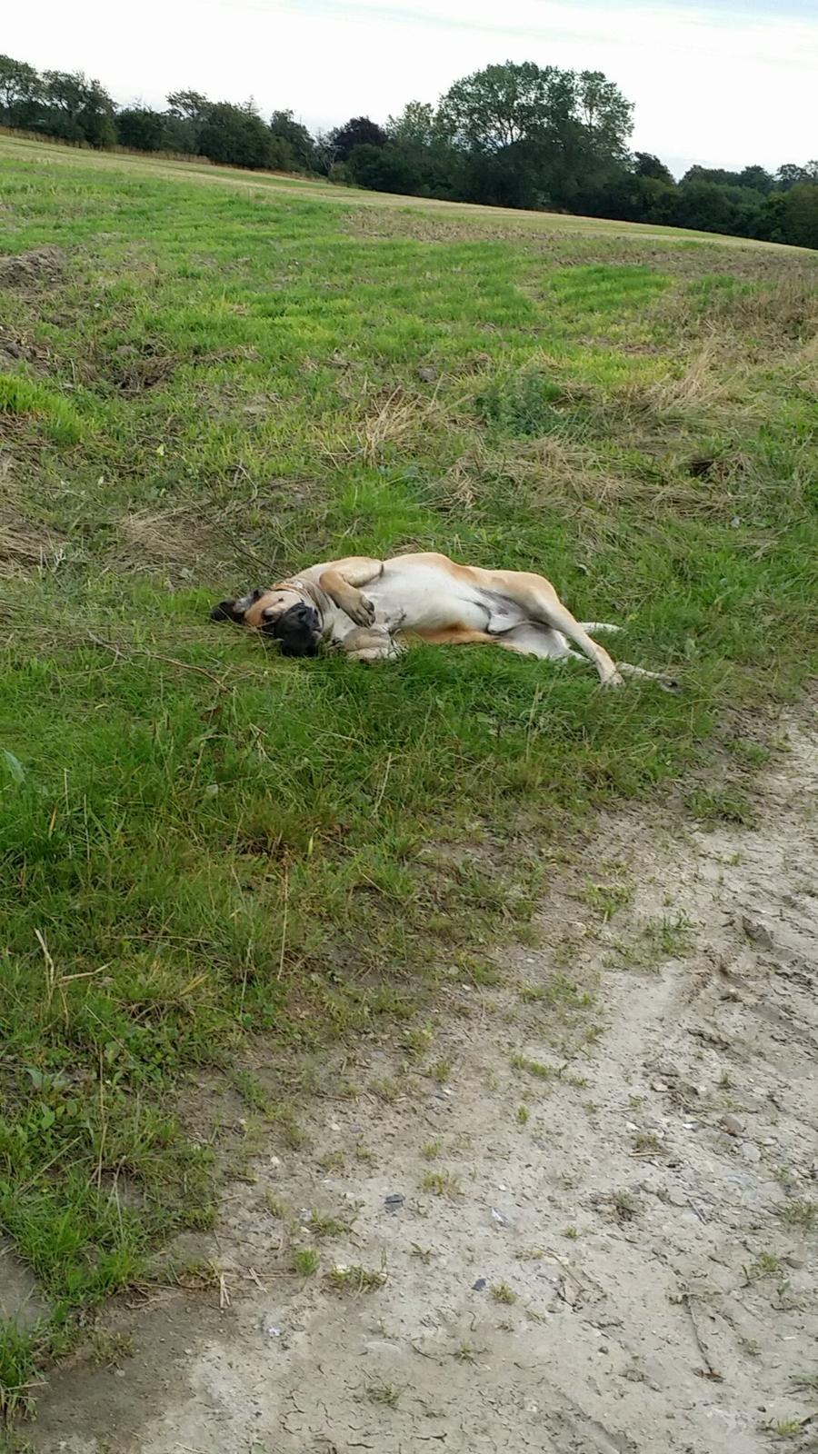 Blanding af racer Rex billede 10