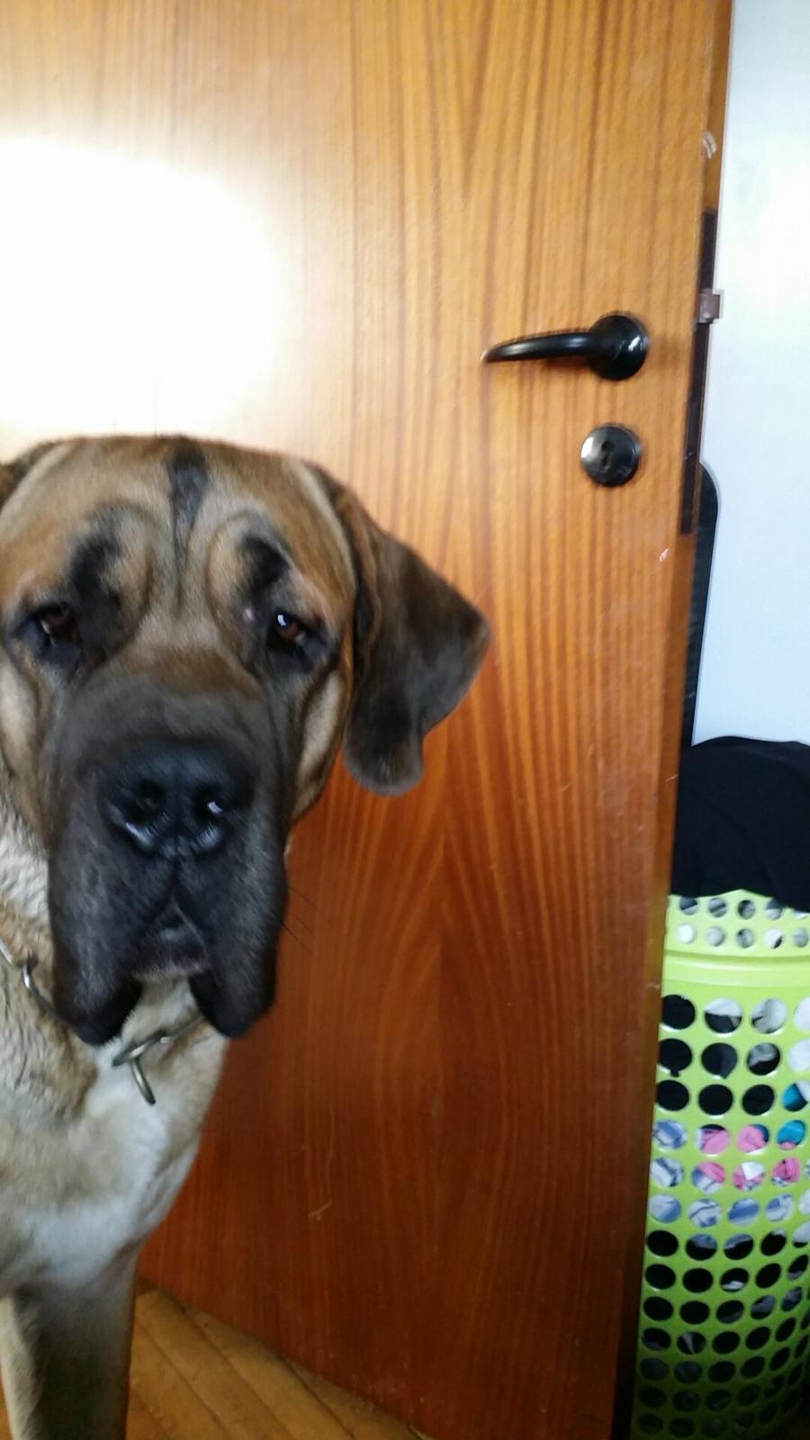 Blanding af racer Rex billede 12