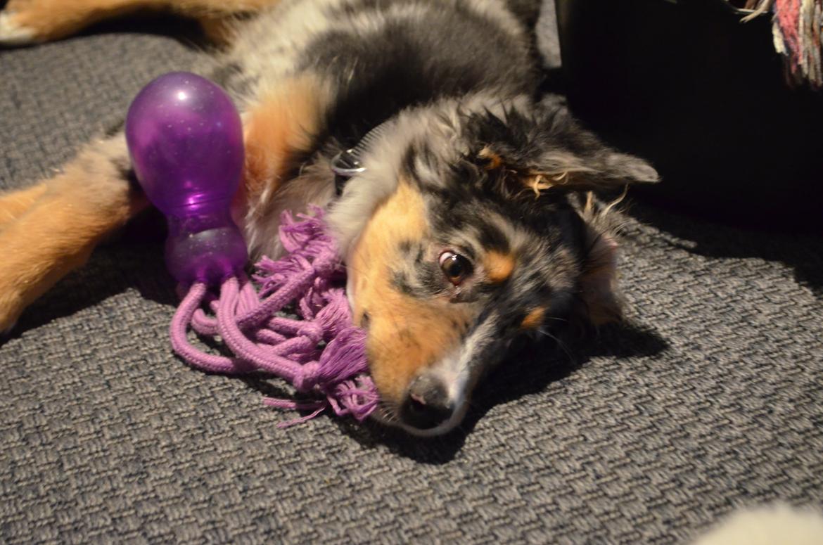 Blanding af racer Merle billede 6