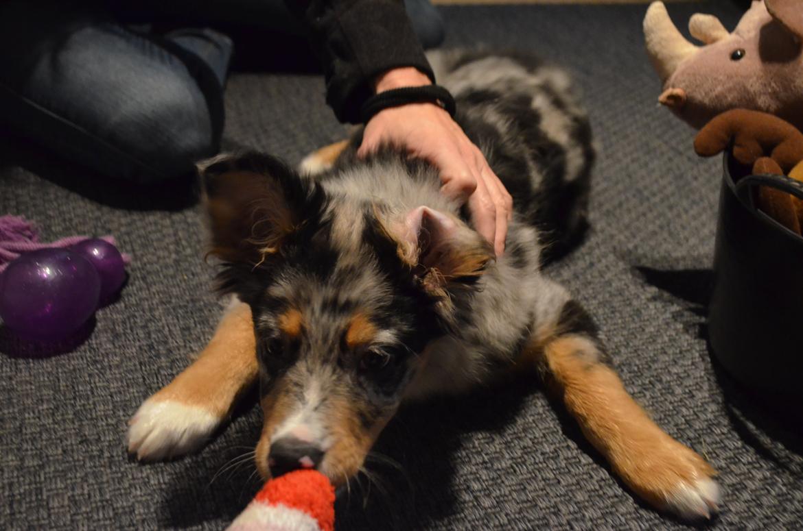 Blanding af racer Merle billede 7