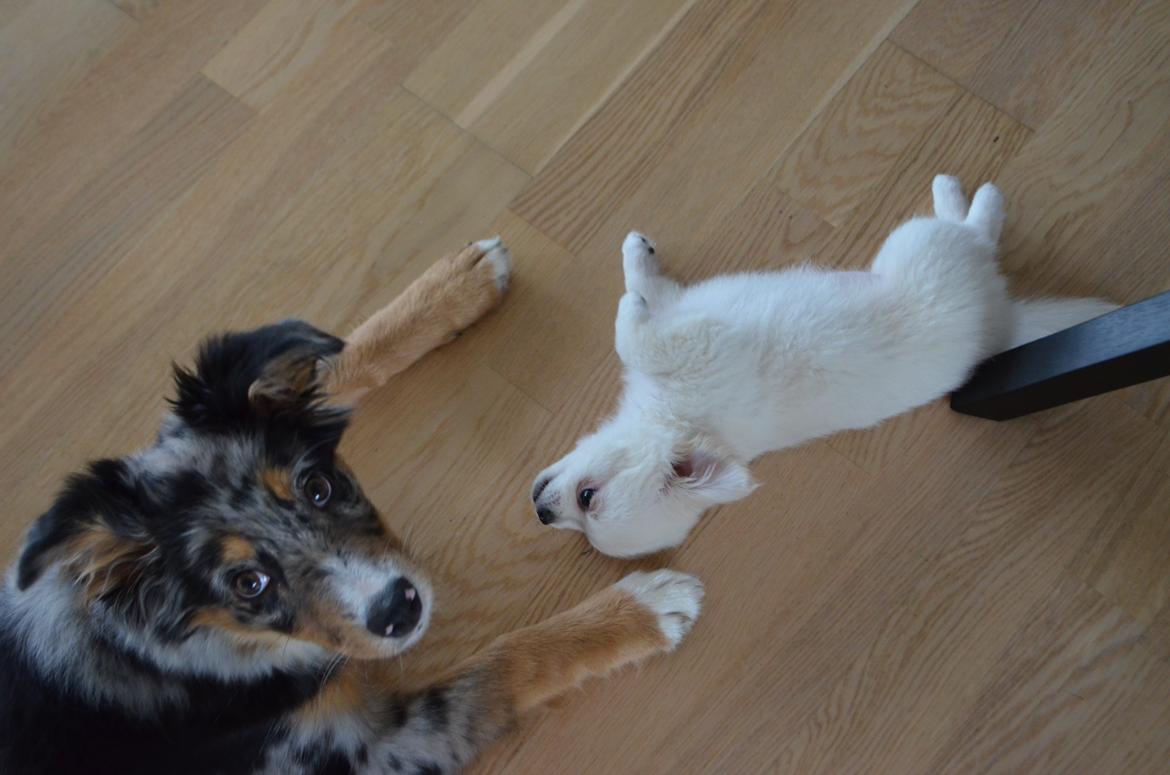 Blanding af racer Merle billede 8