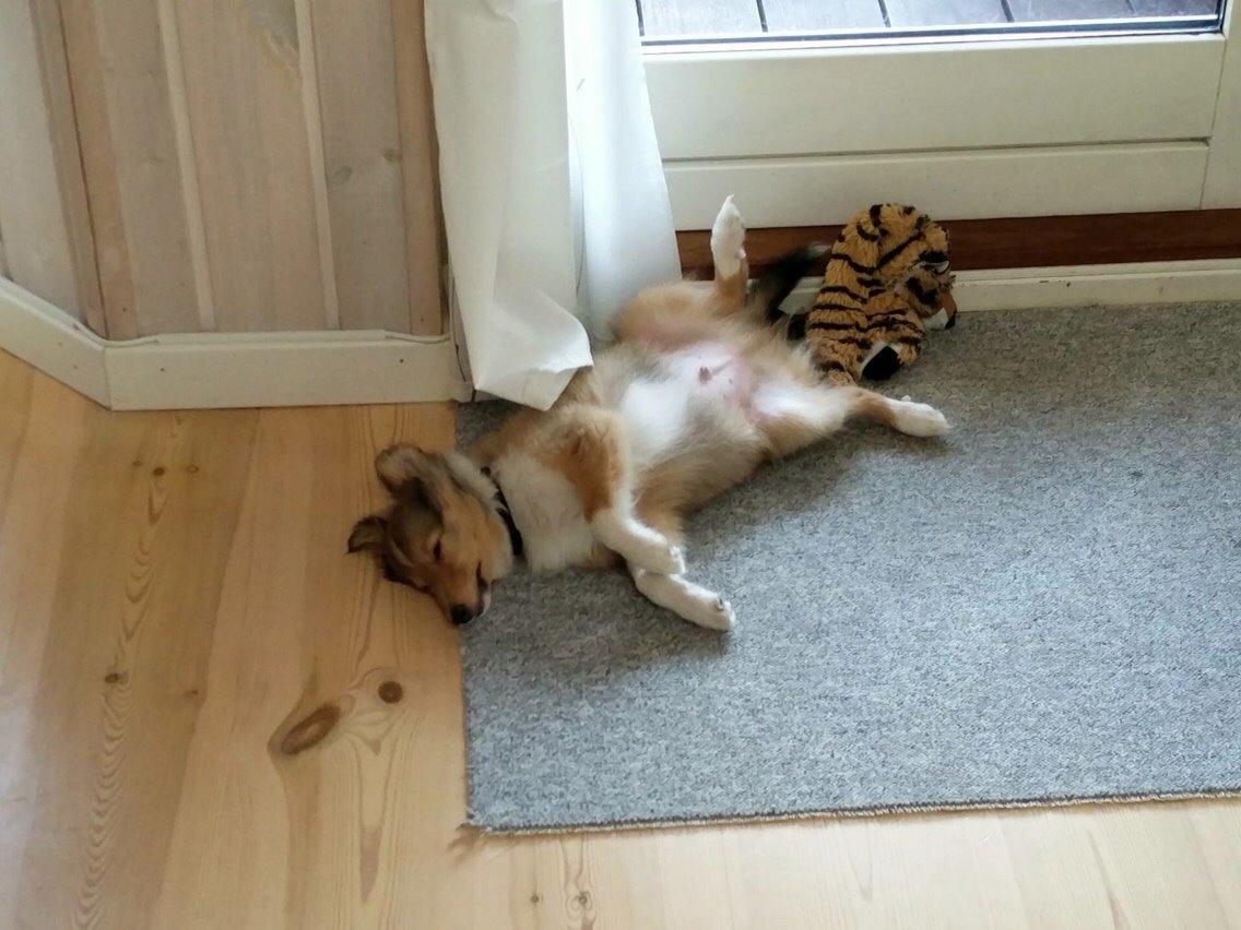 Shetland sheepdog Canto - Gået kold...  billede 34