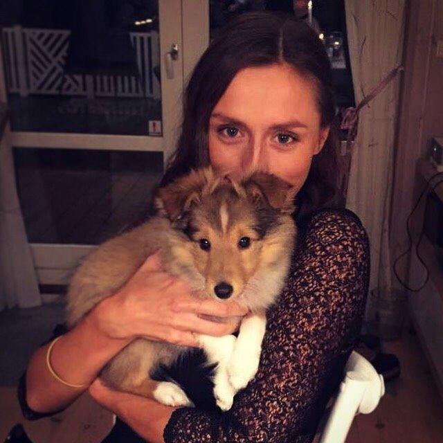 Shetland sheepdog Canto - Canto's første nytårsaften 2015/2016. billede 9