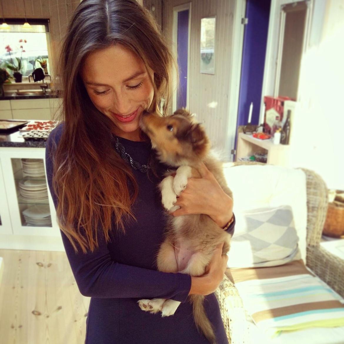 Shetland sheepdog Canto - Juleaftenskys, 2015. billede 5